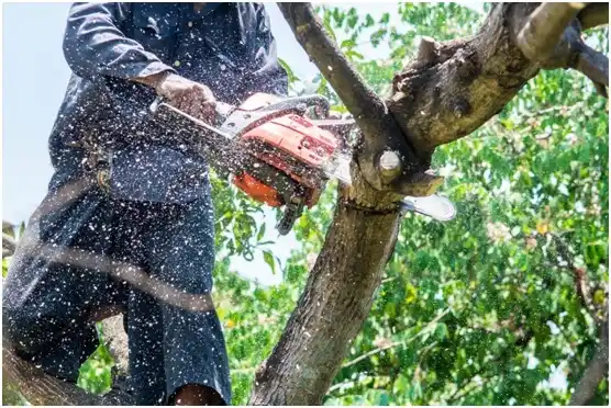 tree services Pardeeville
